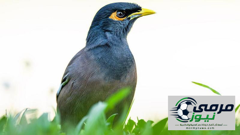 المينا الهندي: الطائر "الرومانسي الشرير" الذي يهدّد البيئة والزراعة في دول عربية